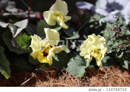 種から育てたフリルパンジーの寄せ植え 110788710