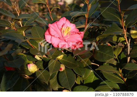 近所の公園を歩いた 110788870