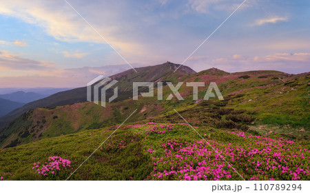Pink rose rhododendron flowers on summer mountain slope 110789294