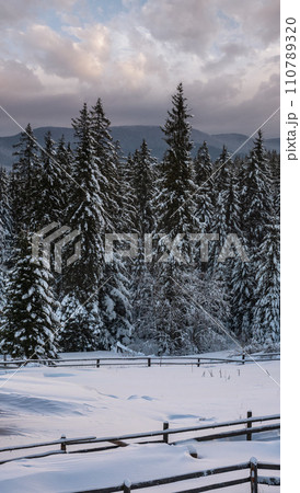 Pre-dawn alpine mountain snowy winter fir forest and snow drifts near wood fence on secondary countryside road wayside Pre-dawn alpine mountain snowy winter fir forest and snow drifts near wood fence on secondary countryside road wayside 110789320