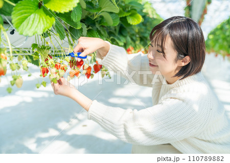 イチゴ狩りをする女性　いちご狩りをする女性 110789882