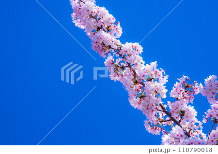 【桜素材】龍巌淵の桜と青空【静岡県】 【桜素材】龍巌淵の桜と青空【静岡県】 110790018