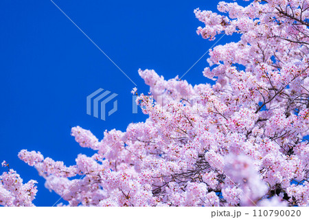 【桜素材】龍巌淵の桜と青空【静岡県】 【桜素材】龍巌淵の桜と青空【静岡県】 110790020
