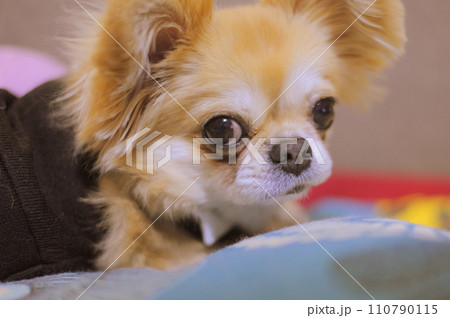犬 犬 110790115