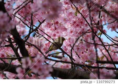 河津桜と枝に憩うメジロ white-eye resting on cherry branch 河津桜と枝に憩うメジロ white-eye resting on cherry branch 110790273