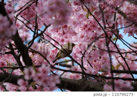 河津桜と枝に憩うメジロ white-eye resting on cherry branch 110790275