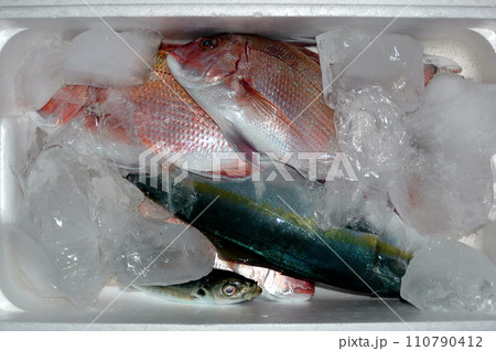 マダイとイナダ。ボート釣りの釣果 マダイとイナダ。ボート釣りの釣果 110790412