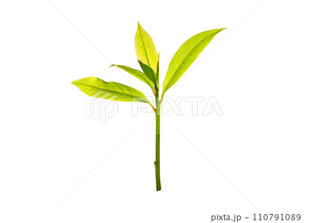 New bright green plant growth isolated on white. New bright green plant growth isolated on white. 110791089