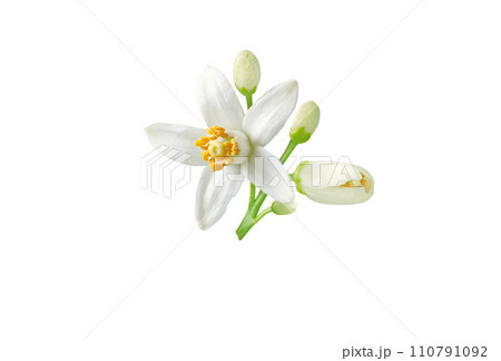 Neroli flower and buds branch isolated on white 110791092