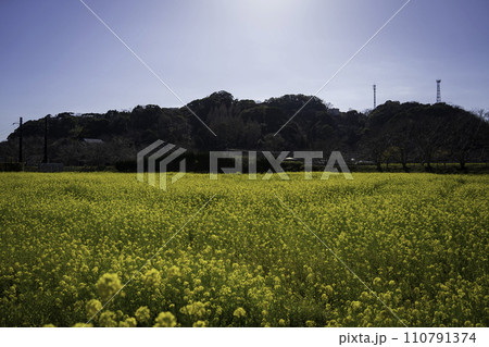菜の花畑のある風景 110791374
