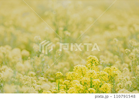 幻想的な菜の花畑 110791548