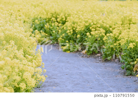 菜の花畑と畦道 110791550