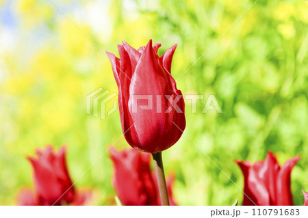 明るい春イメージの赤いチューリップと黄色の菜の花 明るい春イメージの赤いチューリップと黄色の菜の花 110791683