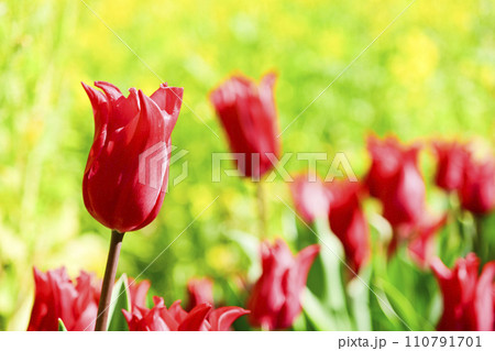明るい春イメージの赤いチューリップと黄色の菜の花 明るい春イメージの赤いチューリップと黄色の菜の花 110791701