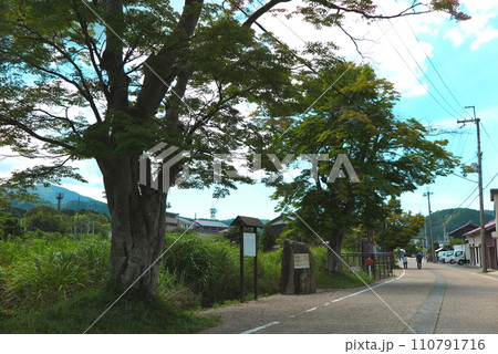 中山道の柏原宿、旧道脇に大樹と案内看板 中山道の柏原宿、旧道脇に大樹と案内看板 110791716