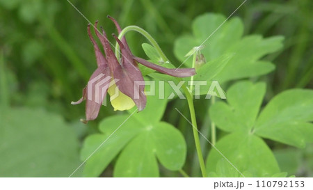 オオヤマオダマキの花 オオヤマオダマキの花 110792153