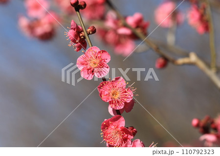 梅の花 110792323
