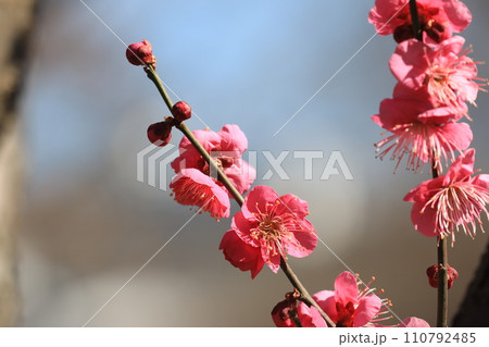 ウメの花 110792485