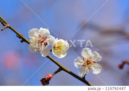 ウメの花 110792487