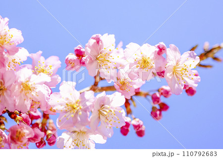 明るい青空に咲く桜 110792683