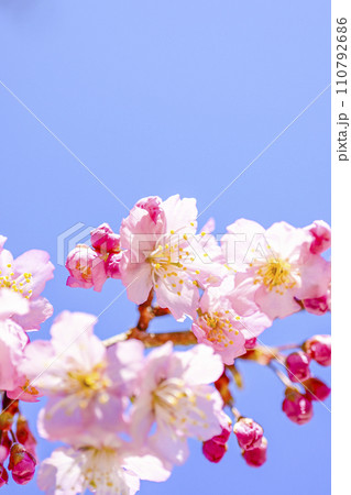 明るい青空に咲く桜 110792686
