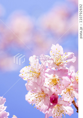 明るい青空に咲く桜 110792692