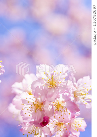 明るい青空に咲く桜 110792697