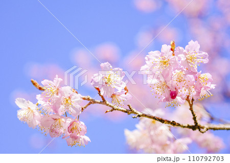 明るい青空に咲く桜 110792703