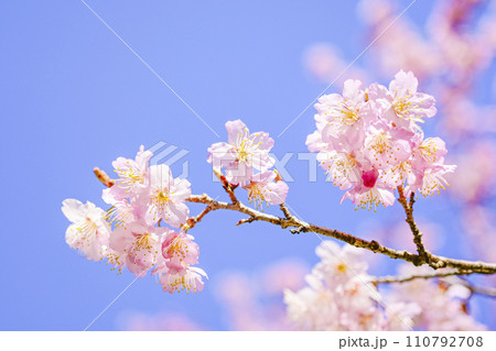 明るい青空に咲く桜 110792708