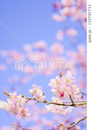 明るい青空に咲く桜 110792712