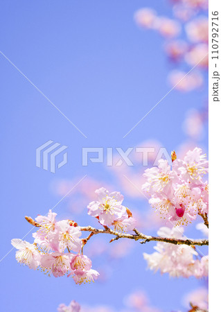 明るい青空に咲く桜 110792716