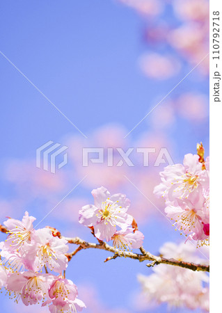 明るい青空に咲く桜 110792718