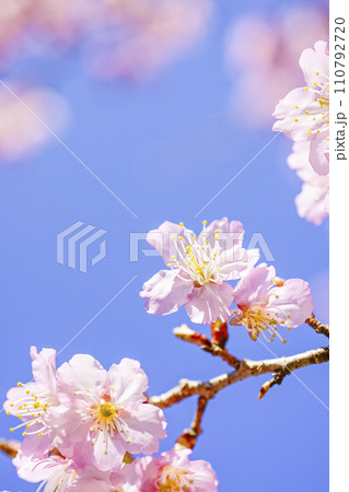 明るい青空に咲く桜 110792720
