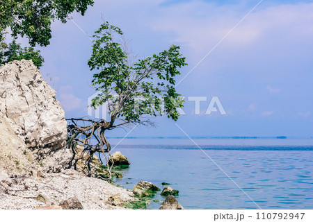 Tree on the rocky shore at summer day Tree on the rocky shore at summer day 110792947