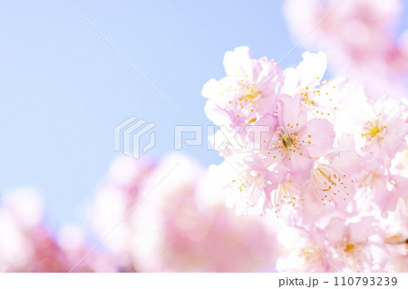 明るい青空に咲く満開の桜 110793239