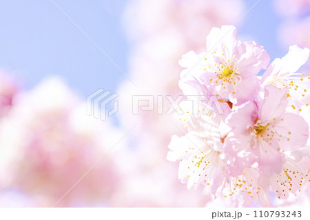 明るい青空に咲く満開の桜 110793243