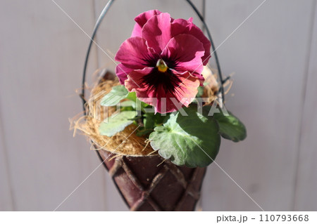 フリルパンジーをリメイク缶に植える フリルパンジーをリメイク缶に植える 110793668