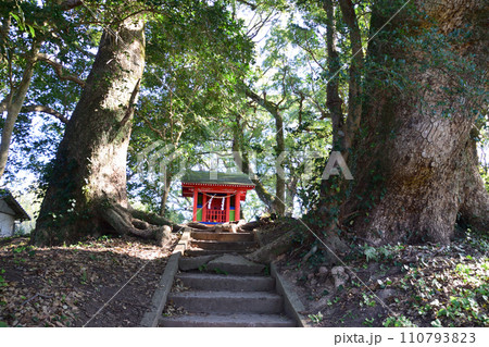 大汝牟遅神社参道の千本楠 大汝牟遅神社参道の千本楠 110793823