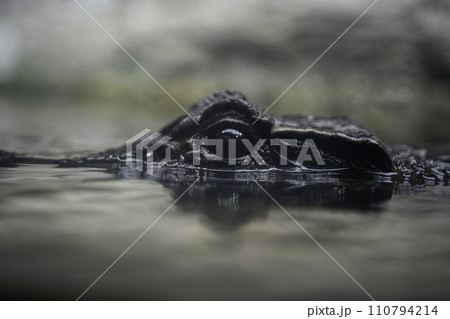 水中から顔を出したワニ 水中から顔を出したワニ 110794214