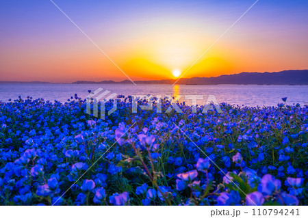 大阪舞洲シーサイドパークのネモフィラと夕景 110794241