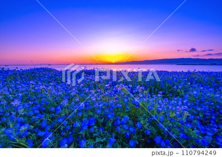 大阪舞洲シーサイドパークのネモフィラと夕景 大阪舞洲シーサイドパークのネモフィラと夕景 110794249