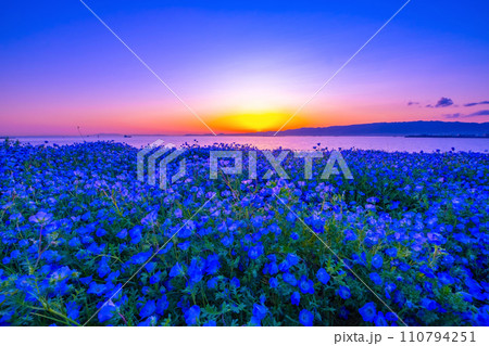 大阪舞洲シーサイドパークのネモフィラと夕景 大阪舞洲シーサイドパークのネモフィラと夕景 110794251