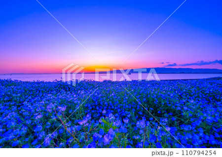 大阪舞洲シーサイドパークのネモフィラと夕景 大阪舞洲シーサイドパークのネモフィラと夕景 110794254