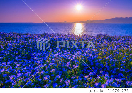 大阪舞洲シーサイドパークのネモフィラと夕景 110794272