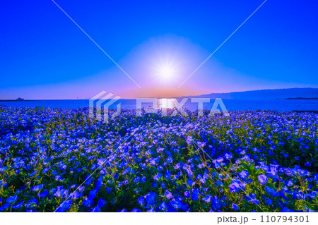 大阪舞洲シーサイドパークのネモフィラと太陽 110794301