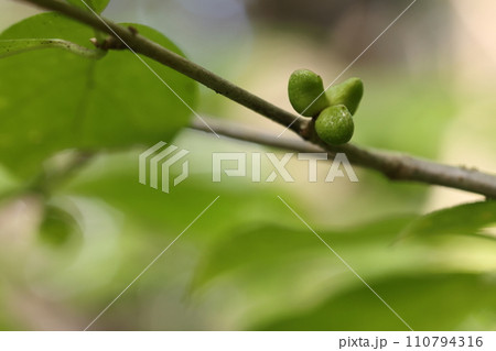 自然 植物 コクサギ、ミカン科の低木。似た名のクサギはクマツヅラ科ですがどちらも独特の臭気があります 自然 植物 コクサギ、ミカン科の低木。似た名のクサギはクマツヅラ科ですがどちらも独特の臭気があります 110794316