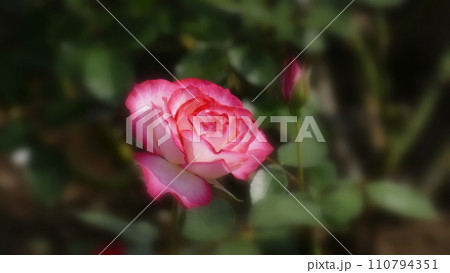 濃いピンクのバラ 110794351