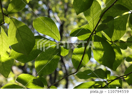 自然 植物 コクサギ、ミカン科の低木。葉に柑橘系の独特のにおい、良い香りと言う人も・・・ 自然 植物 コクサギ、ミカン科の低木。葉に柑橘系の独特のにおい、良い香りと言う人も・・・ 110794559
