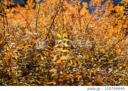日に浴びる雪柳の紅葉 冬支度 日に浴びる雪柳の紅葉 冬支度 110794640