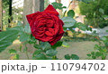 赤いバラ 110794702
